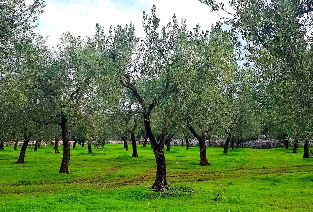 uliveto uliveto in puglia