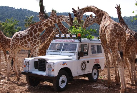 zoosafari defender circondato da giraffe